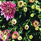Bloemenverkoop Usquert