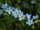 Hagedorn Waterplanten